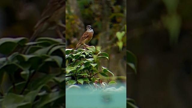 вся песня. #птицы #птица #овсянка #birdlover #birdlover #birdsong #birdsounds #bird #ホオジロ