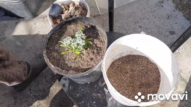 БГВ 203 Цветок без земли растёт смотреть онлайн