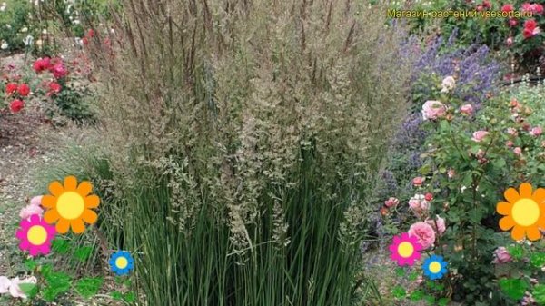 Вейник остроцветковый Вальденбух. Краткий обзор, описание calamagrostis acutifolia Waldenbuch