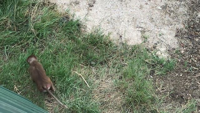 Племя обезьян в слоновнике! A tribe of monkeys! смотреть онлайн