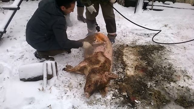 Опаливаем и разделываем поросенка ч 1 смотреть онлайн