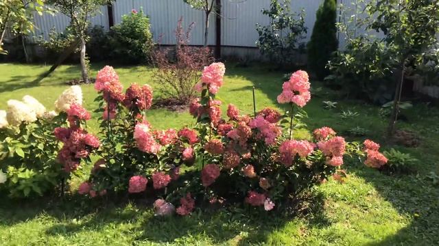 Моя любимая Дача 2 сентября 2018 г. Посадила клубнику. Подготовила место для тюльпанов. Осень. смотреть онлайн