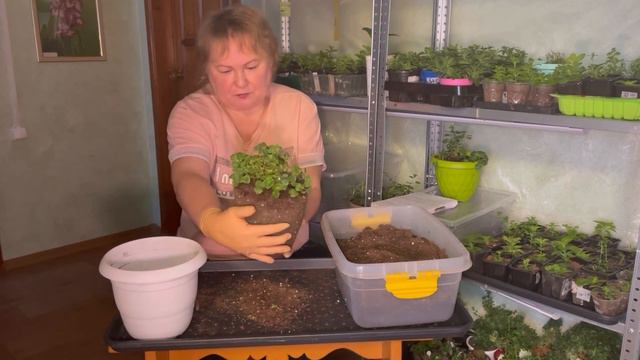 Как подготовить кампанулу к пышному цветению смотреть онлайн