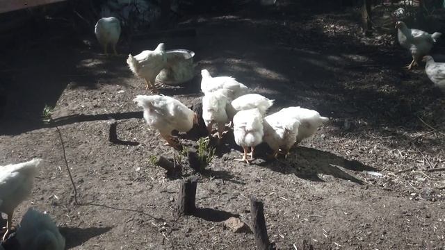 Выращивание бройлеров в домашних условиях без комбикорма. смотреть онлайн
