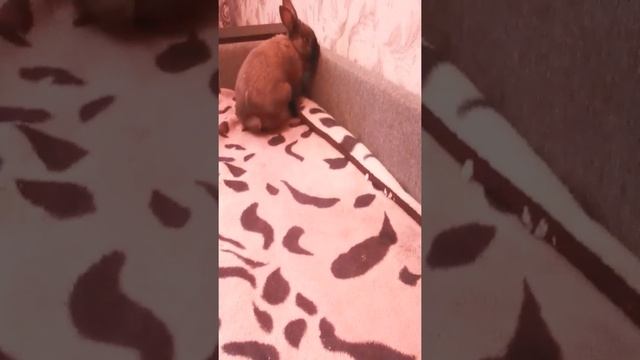 Новый питомец в доме. смотреть онлайн