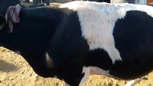 ЖУМА МОЛ БОЗОРИ. САМАРКАНД ПАСТДАРГОМ