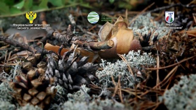 БЕРЕГИТЕ ЛЕС смотреть онлайн