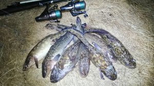 Ловля налима во время весеннего подъёма воды. Весенняя ловля налима на реке Ишим. Рыбалка на налима.