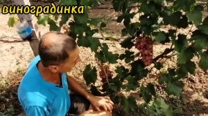 виноград Басанти 2022г.