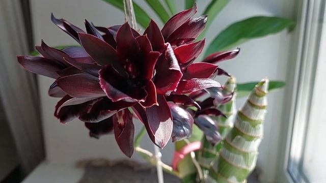 Не совсем черная "черная морковка" - цветение орхидеи Monnierara millenium magic Witchcraft. смотреть онлайн