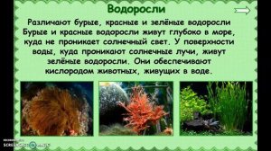 Разнообразие растений. 3 класс