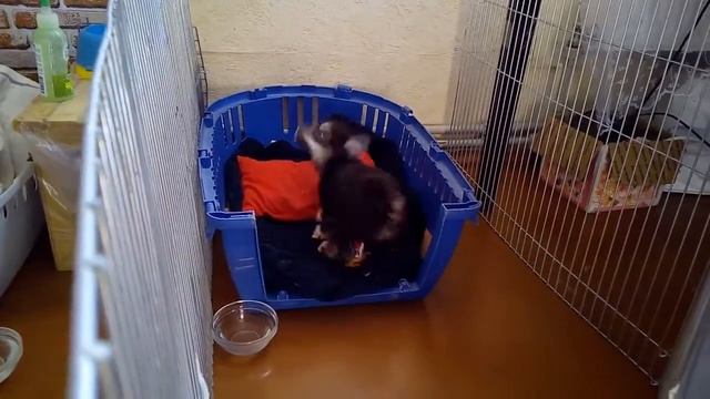 Китайская хохлатая собака воет как волк, скучает, первый день в новом доме смотреть онлайн