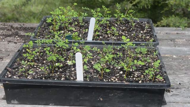 Growing kowhai part 2 смотреть онлайн