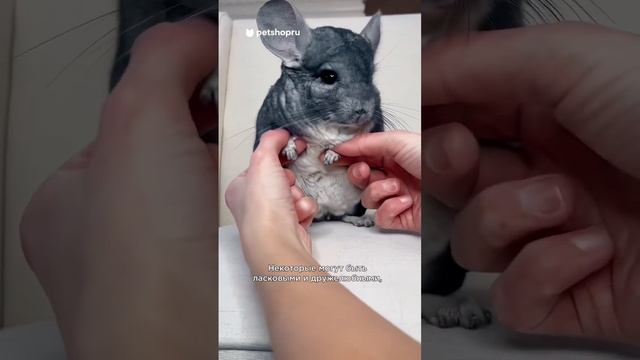 Пять интересных фактов о шиншиллах #шиншилла смотреть онлайн