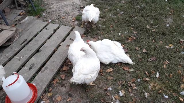 Спасение бройлеров. 4. 09.2020 г. смотреть онлайн