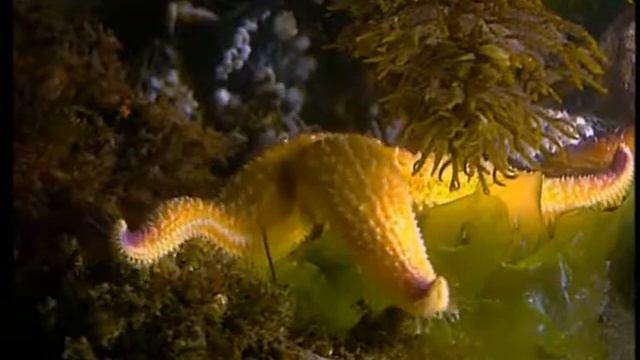 Прикосновения дикой природы смотреть онлайн