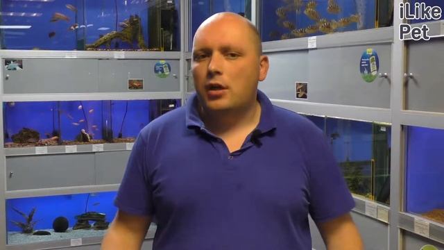 Аквариумная рыбка скалярия. Особенности. Уход. смотреть онлайн