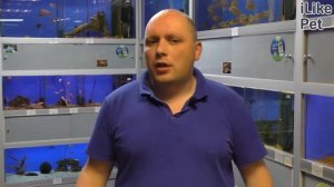 Аквариумная рыбка скалярия. Особенности. Уход.
