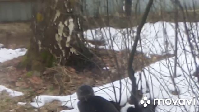 КОШКИ, СОБАКИ И ПТИЦЫ. ВИД ИЗ ОКНА. смотреть онлайн