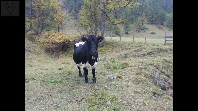 Какой забор выбрать? смотреть онлайн