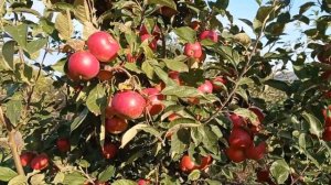 яблоня Айдаред в саду лучший опылитель.