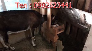 Продажа коз. Мы решили продать своих коз