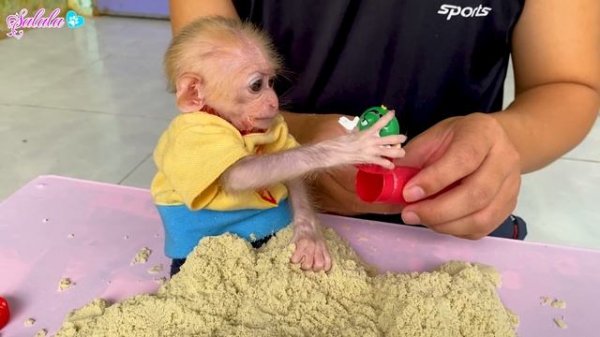 Baby monkey LaLa playing in the sand with dad is so cute
