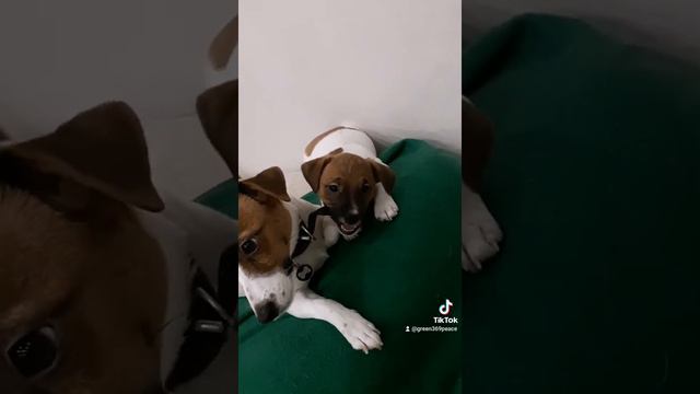 Собака друг человека. Джессика с своим щенком Ми Джексон, парень ищет любящую семью, готов к брони. смотреть онлайн