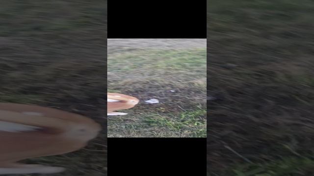 Щенок английского кокера спаниеля 10 месяцев и щенок Басенджи 10 месяцев, Игра на поле без поводка. смотреть онлайн