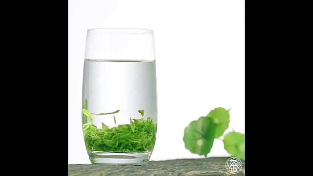 TK-12. Кудин Сычуаньский (бирючина блестящая) смотреть онлайн