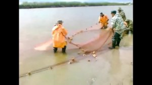 Ловля рыбы сетями и неводами .Браконьеры вышли из под контроля. Рыбалка 2018 .