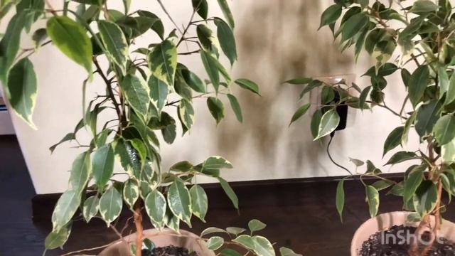 Уход за фикусом бенджамина и как они изменились?? смотреть онлайн