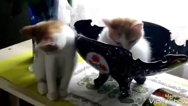 Чук и Гек  осваиваются!