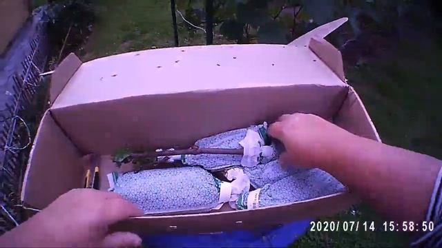 Покупка саженцев Посылка саженцев винограда от Беккер смотреть онлайн