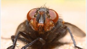 Про коня и муху