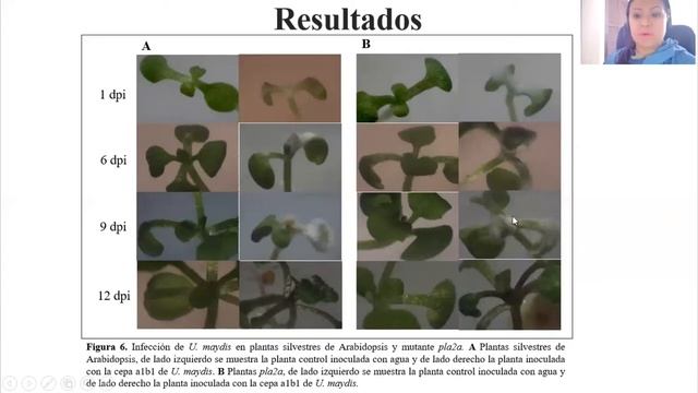 PLA2A gene of Arabidopsis thaliana in response to Ustilago maydis infection смотреть онлайн