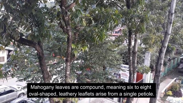 Mahogany Tree (Swietenia Macrophylla)