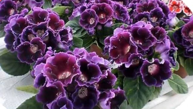 Hoa Gloxinia GLX020 Avanti Mix смотреть онлайн