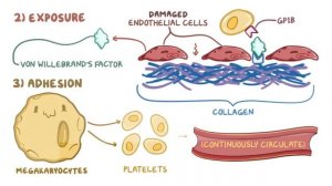 [физиология] — Первичный (сосудисто-тромбоцитарный) гемостаз