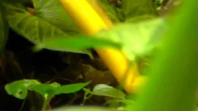 Puff throated babbler. Пятнистогрудая земляная тимелия. Pellorneum ruficeps смотреть онлайн
