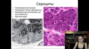 19. Пищеварительная система Часть 1 лекция по гистологии
