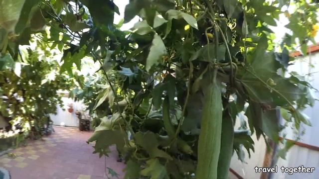 АДЛЕР, ГОСТЕВОЙ ДОМ, ПУТЬ НА ПЛЯЖ смотреть онлайн