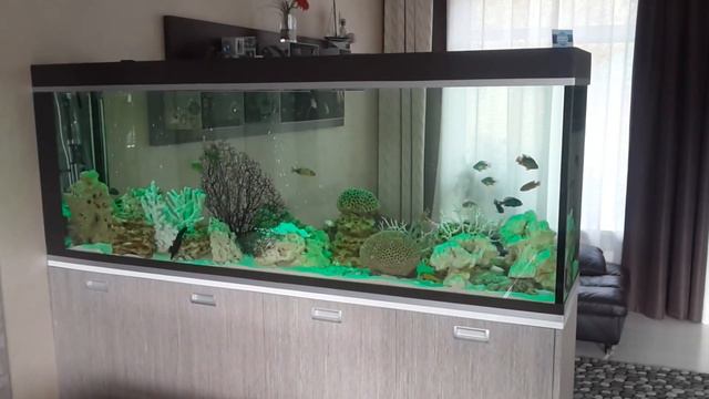 Аквариум светодиодный псевдоморе смотреть онлайн