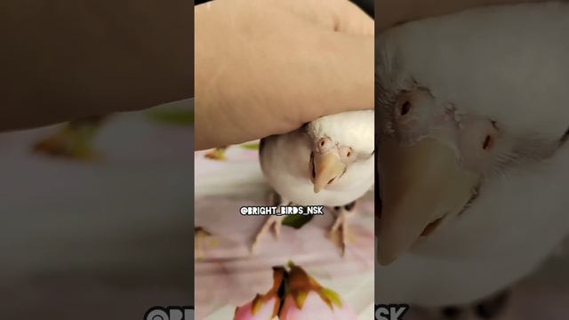 Питомник BRIGHT BIRDS. Новосибирск смотреть онлайн