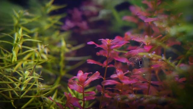 Удобрения RIKKA - Аквариум 60 л. | аквариумистика БЕСТ ФИШ смотреть онлайн