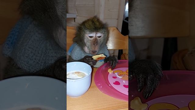 Маша без каши😉(monkey mykbang).#обезьяна #animal #petmonkey #экзотика #зоо #monkey #домашниемакаки смотреть онлайн