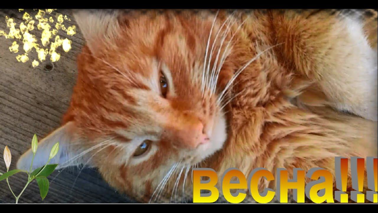 Деревенские будни! Встречаем весну!!! смотреть онлайн