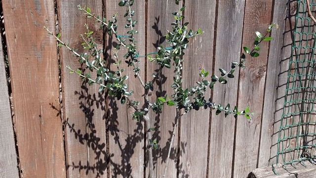 Оливка - выращивание бонсая смотреть онлайн