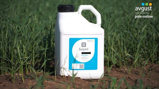 Pole-online 2022. Пшеница яровая #2. Гербицидная, инсектицидная и фунгицидная обработки! смотреть онлайн