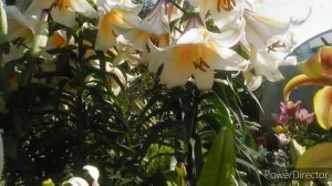 Лилии в моем саду/ Лилии гиганты.